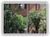 mediterane Vegetation mit Palmen und Oleander